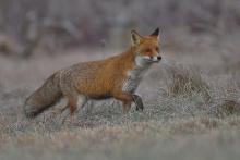 AKCJA SZCZEPIEŃ LISÓW