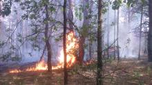 Kolejny pożar na terenie Nadleśnictwa Puławy